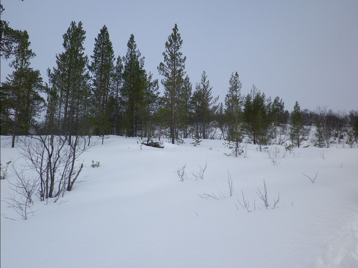 Dogs sledge13